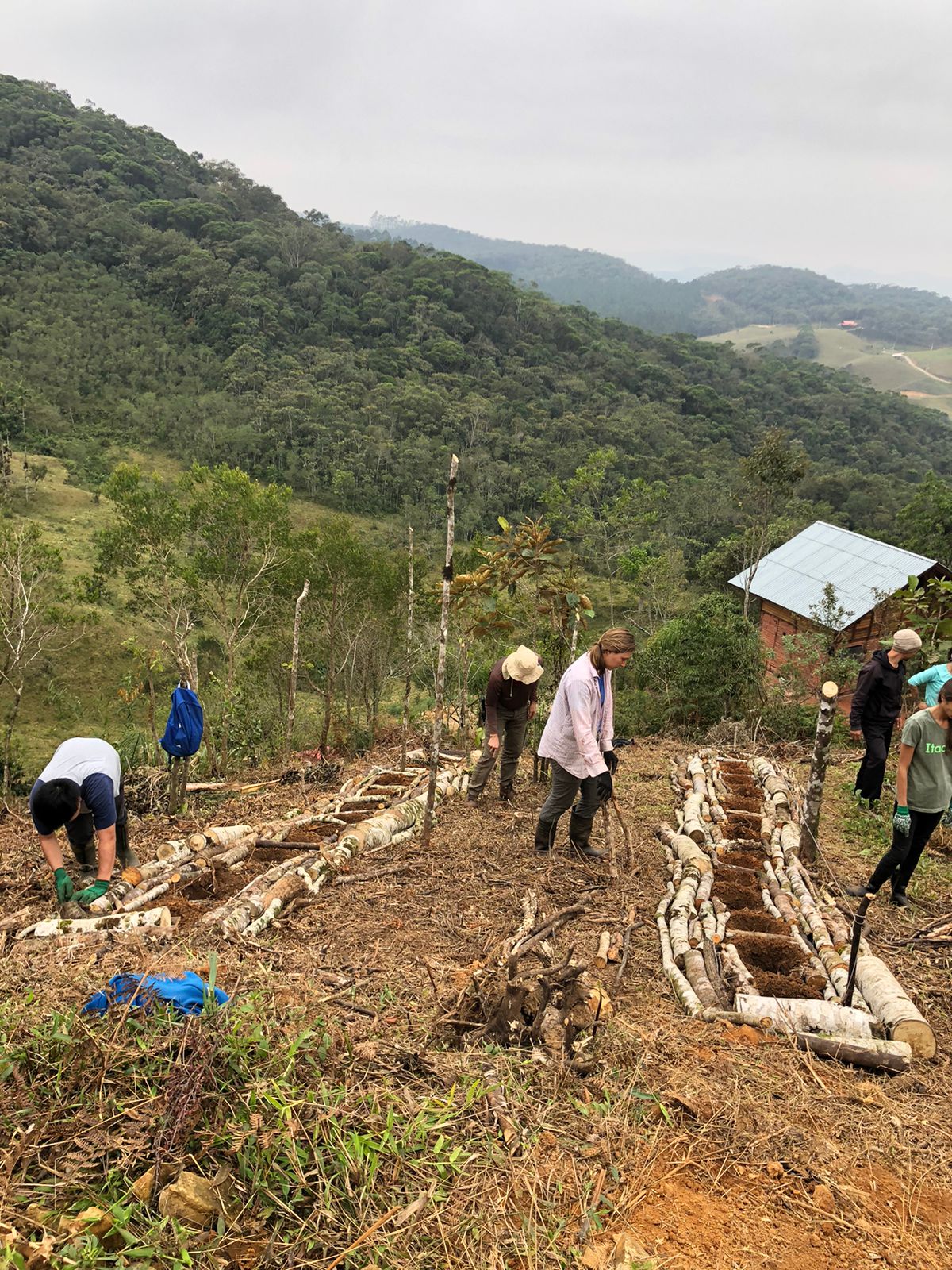 linhas do plantio.jpg